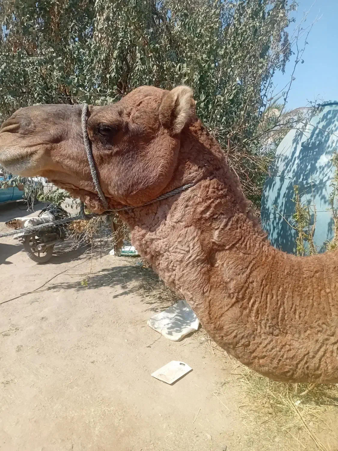 لوک سواری‌ومهاری‌مناسب‌گله‌شیش‌دندان‌رودباری‌اصیل|حیوانات مزرعه|خاش, |دیوار