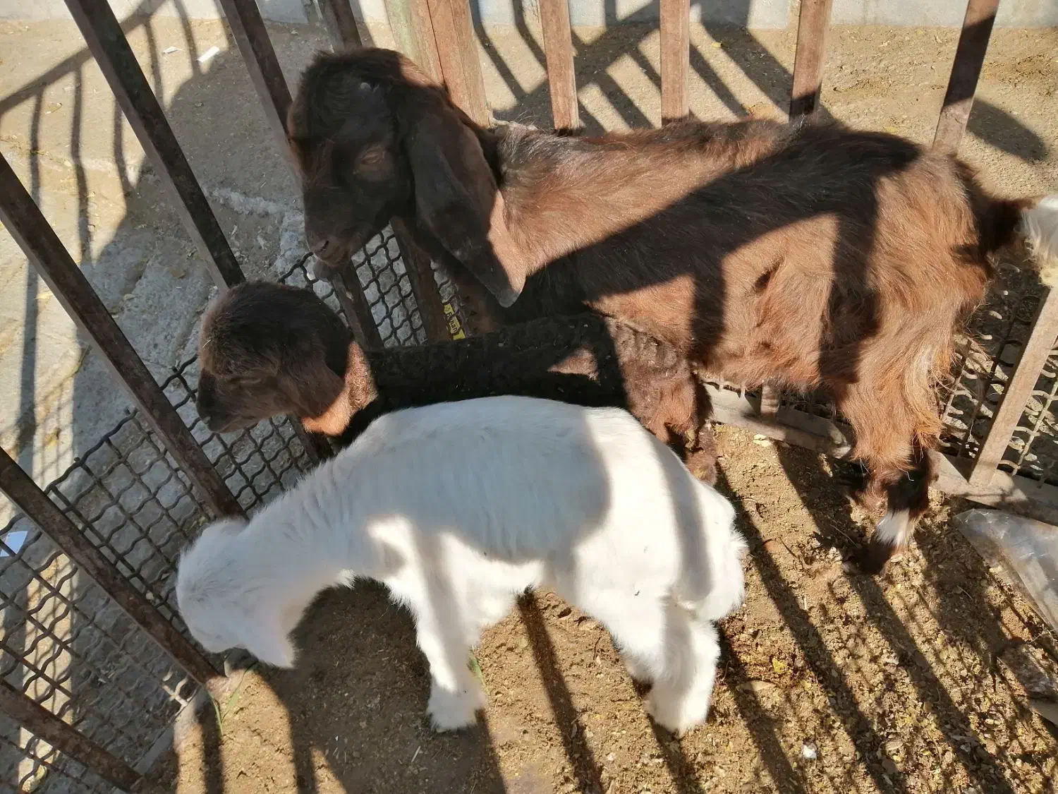 حیوانات مزرعه|حیوانات مزرعه|سبزوار, خسروجرد|دیوار