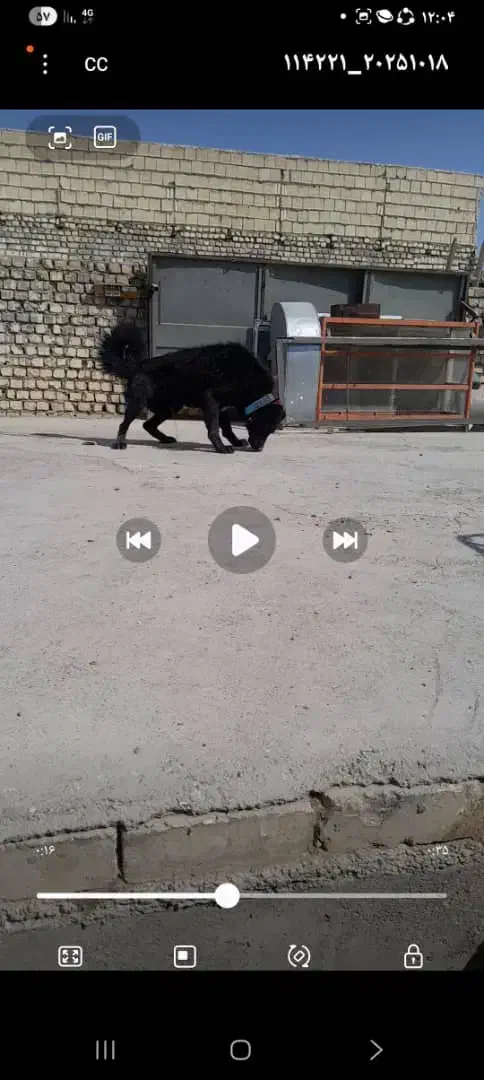 گمشده|سگ|عسگران, |دیوار