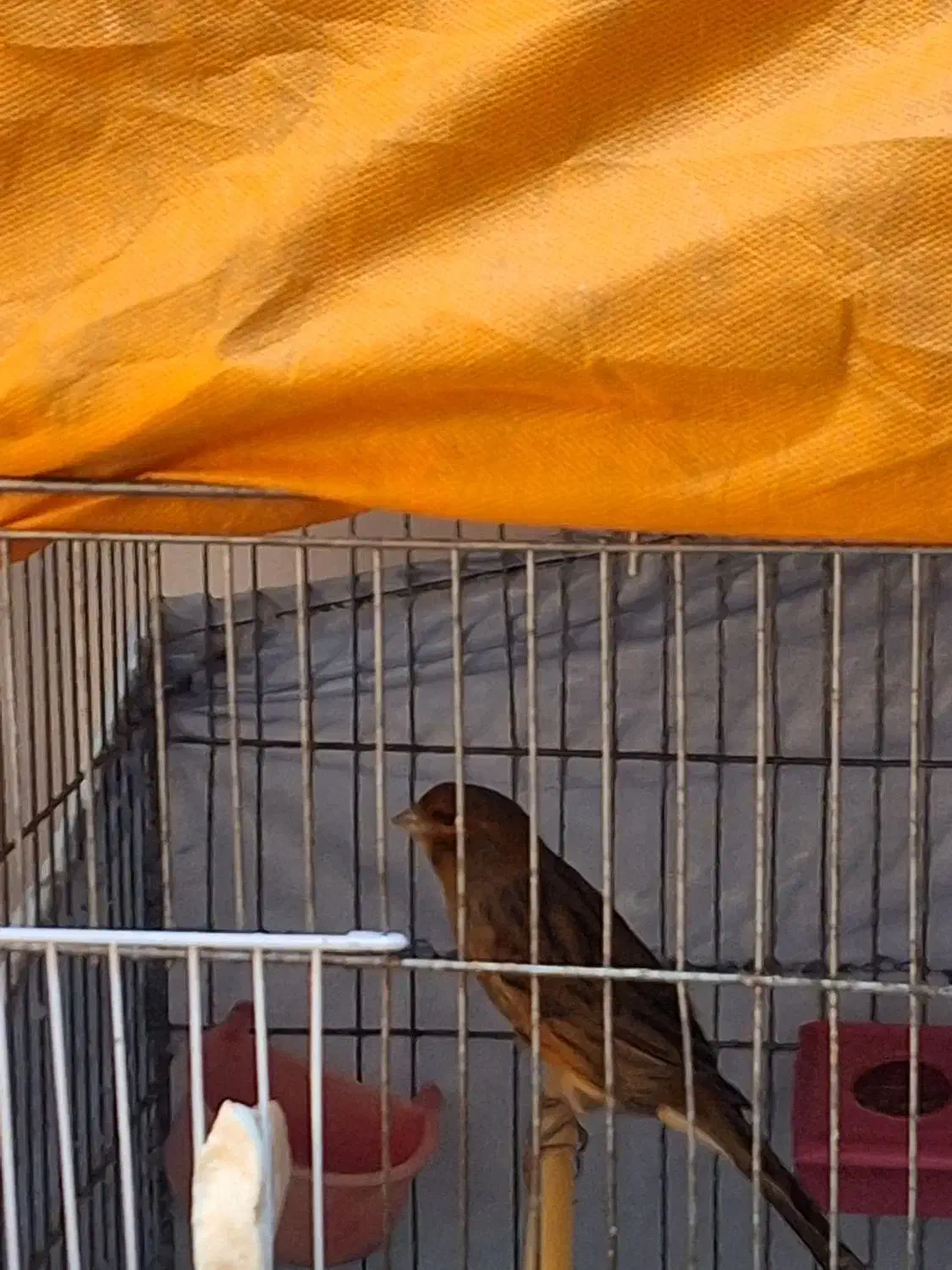 قناری طلایی|پرنده|رشت, منظریه|دیوار