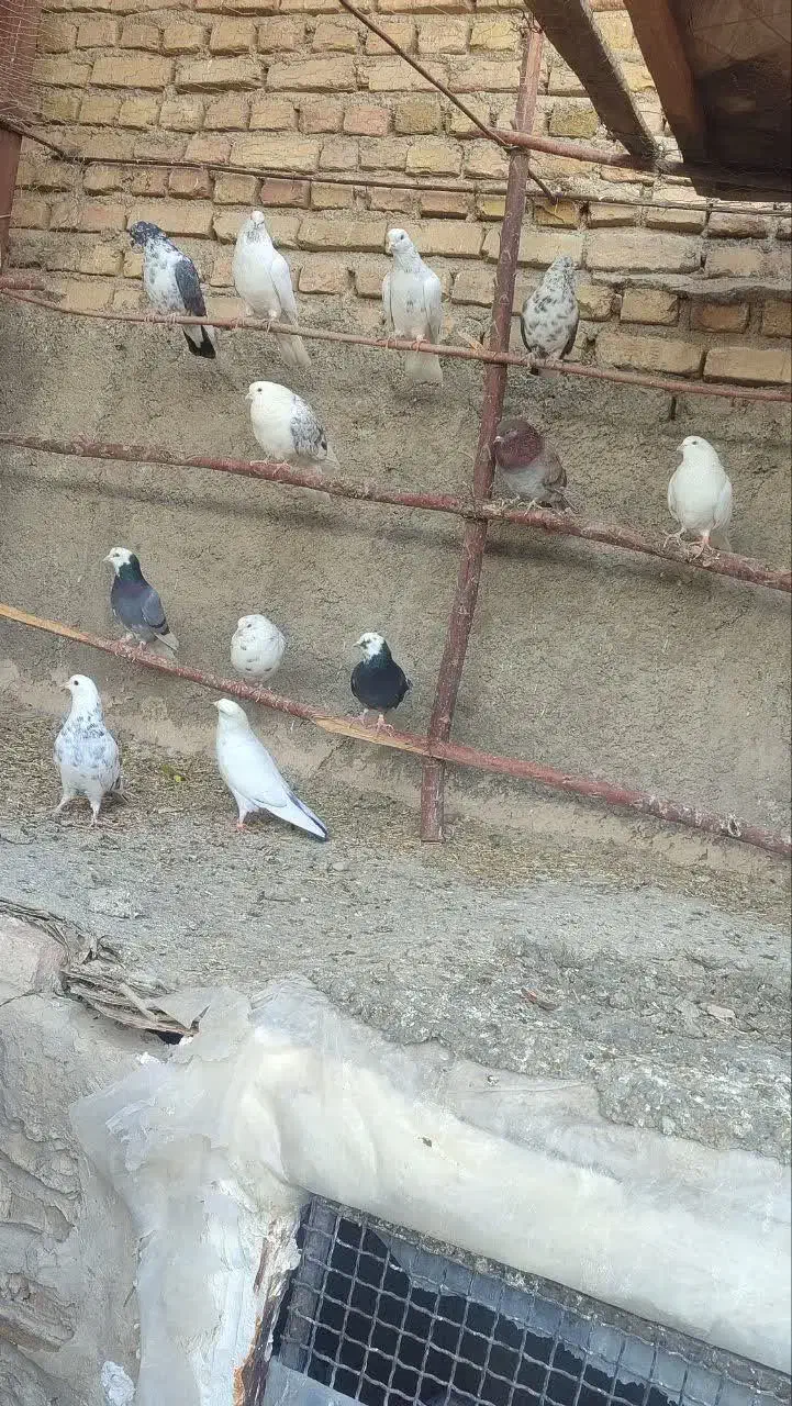 کبوتر|پرنده|جوادآباد, |دیوار