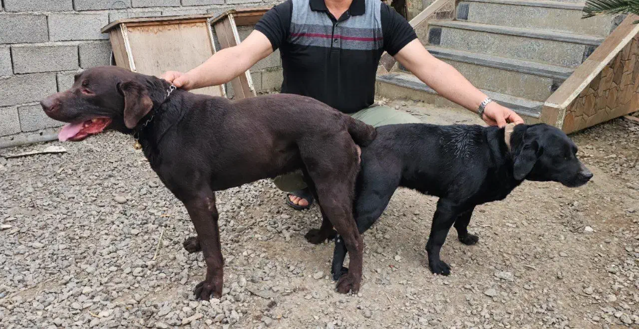 فروش توله لابرادور پنج ماهه اصیل|سگ|بابلسر, |دیوار