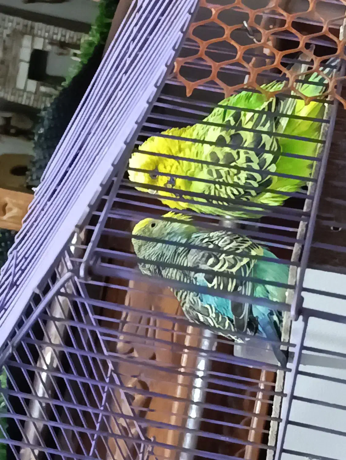 مرغ عشق انگلیسی|پرنده|کرمان, |دیوار