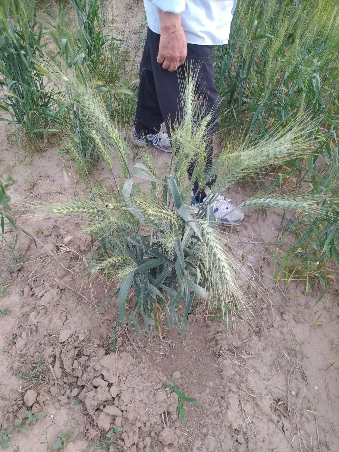 بذر گندم اوکراینی|خدمات باغبانی و درختکاری|ایلام, |دیوار