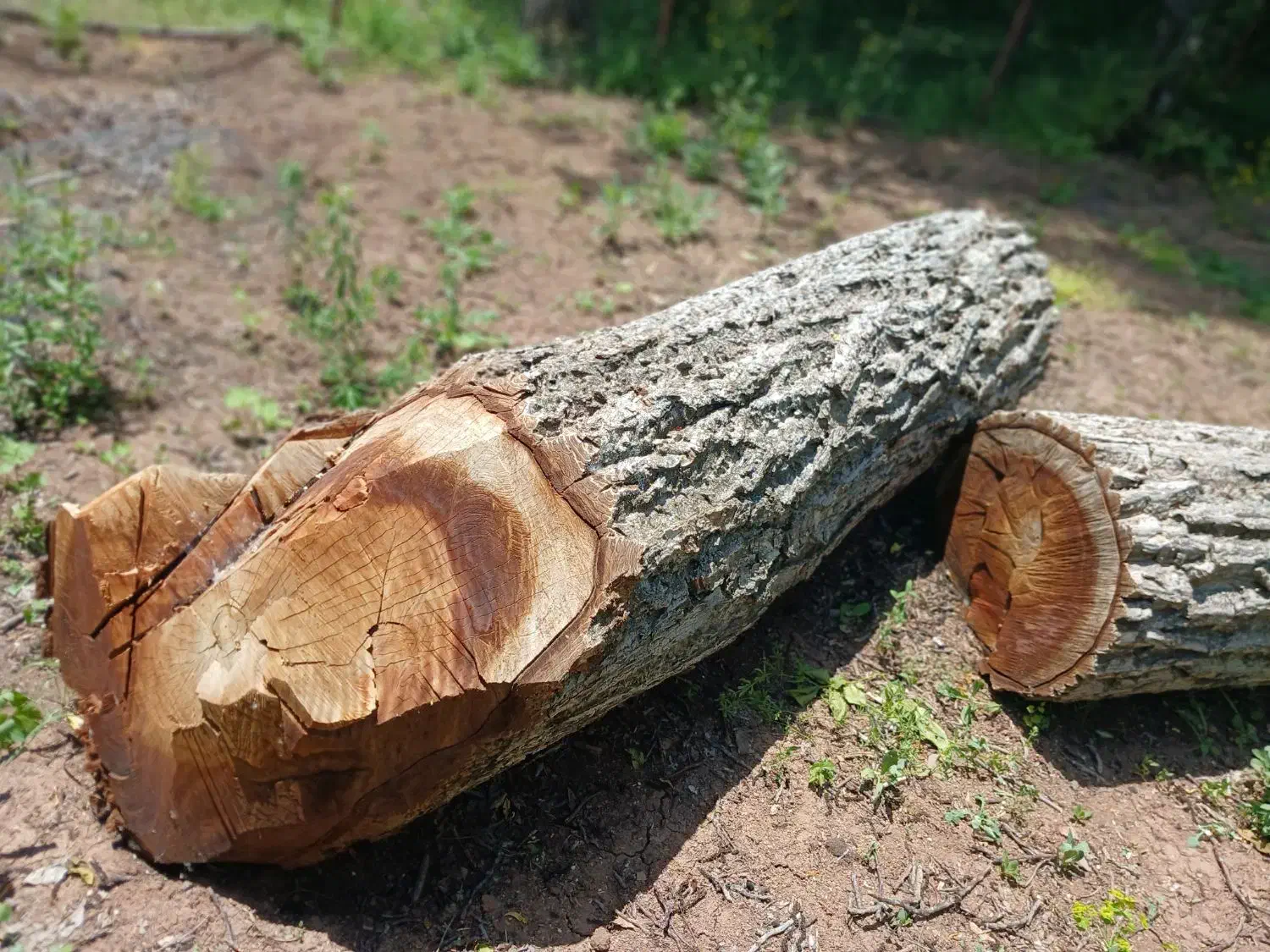 خرید وفروش چوب گردو|خدمات باغبانی و درختکاری|فردیس, سرحدی|دیوار