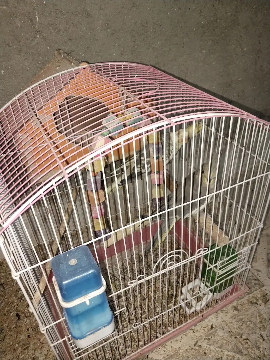 پرنده|پرنده|صالح آباد, |دیوار