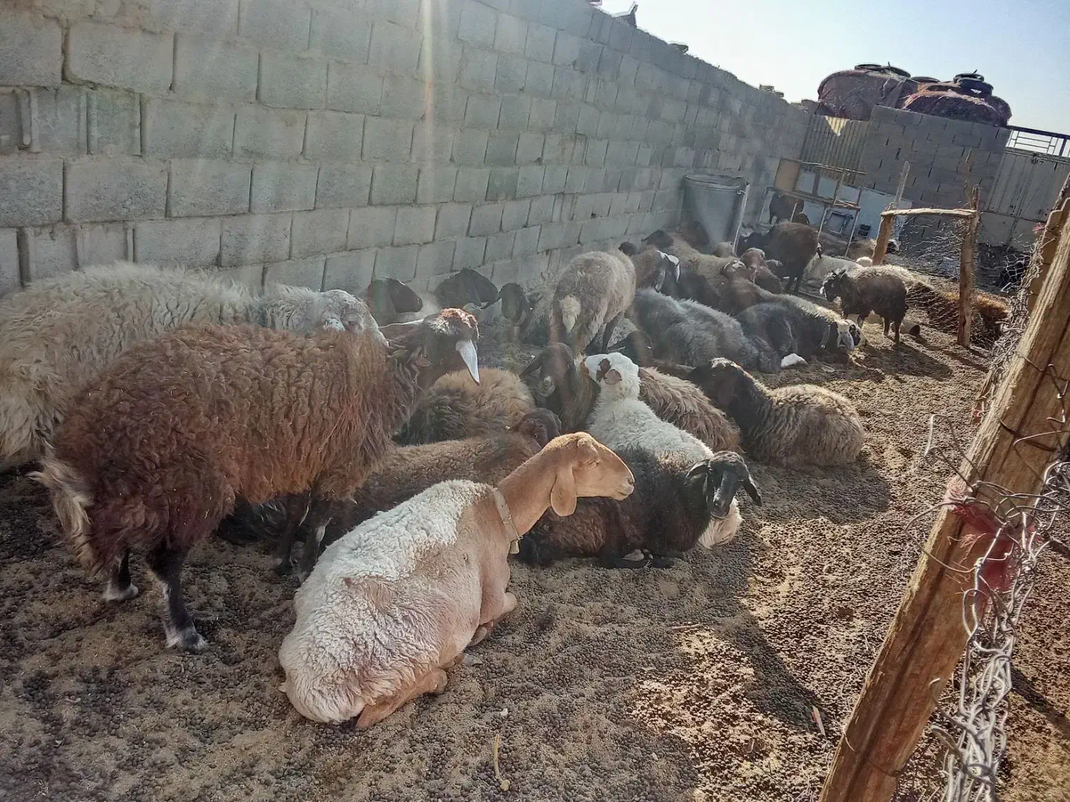 گوسفند مقانی میش وبز|حیوانات مزرعه|جرقویه, |دیوار