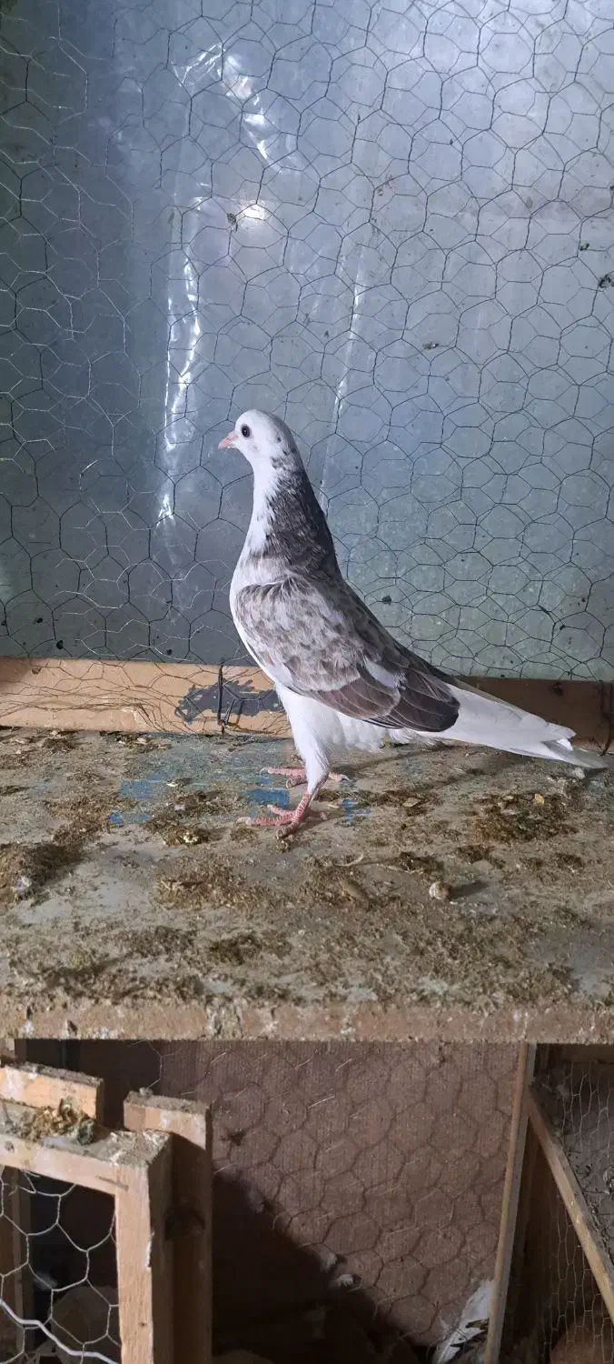 جوجه کفتر|پرنده|هشتگرد, قاسم آباد بزرگ|دیوار