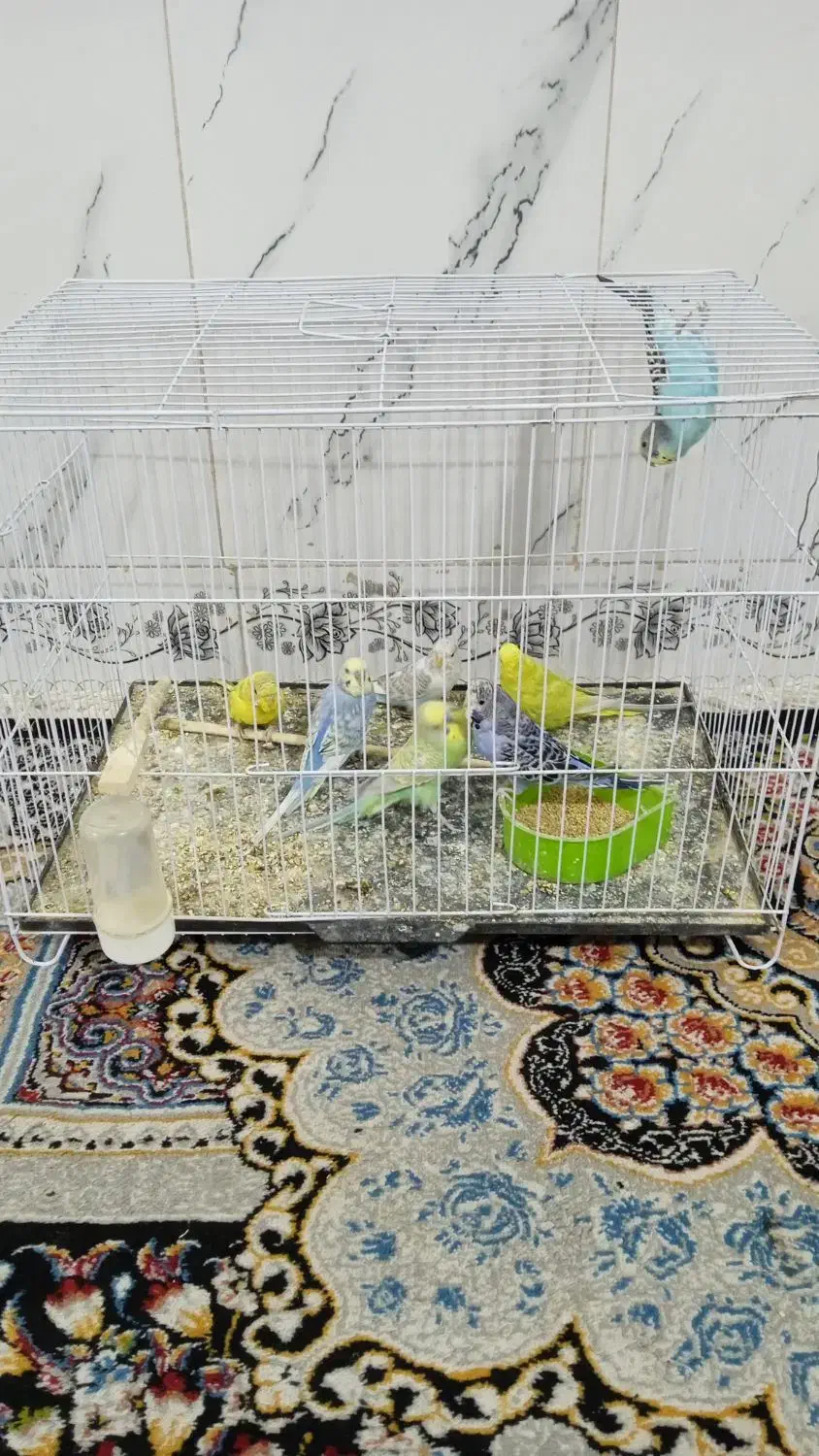 مرغ عشق|پرنده|تربت‌حیدریه, حاجی یار‎|دیوار