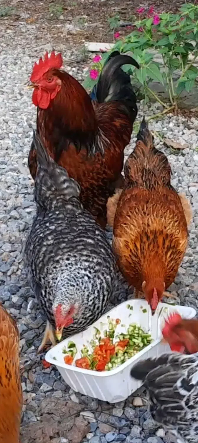 خروس زیبا وبالغ|حیوانات مزرعه|ایزدشهر, |دیوار