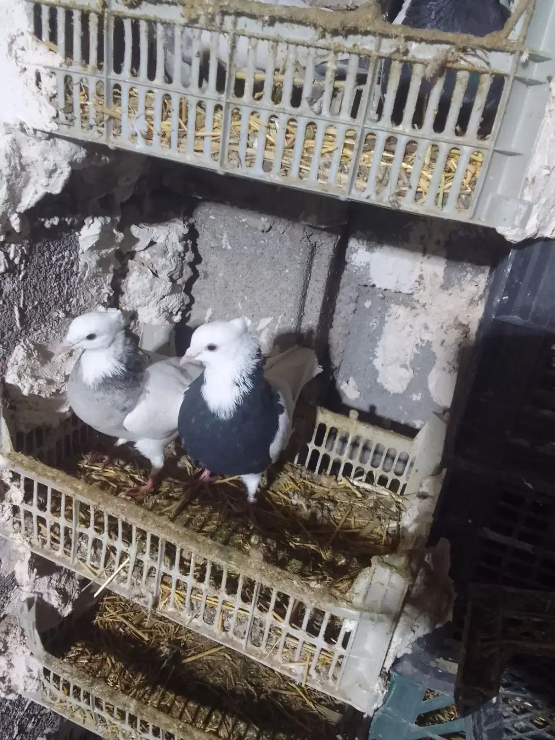 کبوترمیلاقی|پرنده|هریس, |دیوار