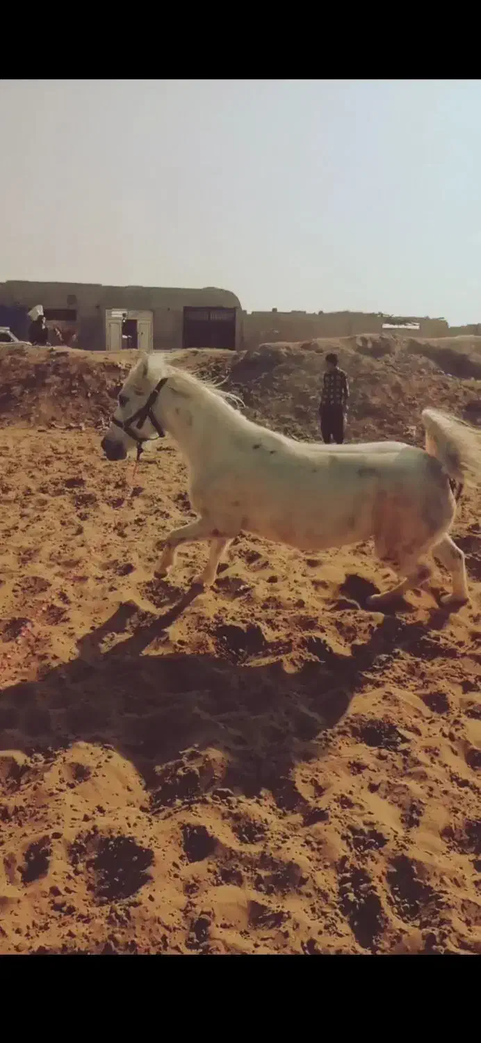 خوش رکاب|اسب و تجهیزات اسبسواری|یزد, |دیوار