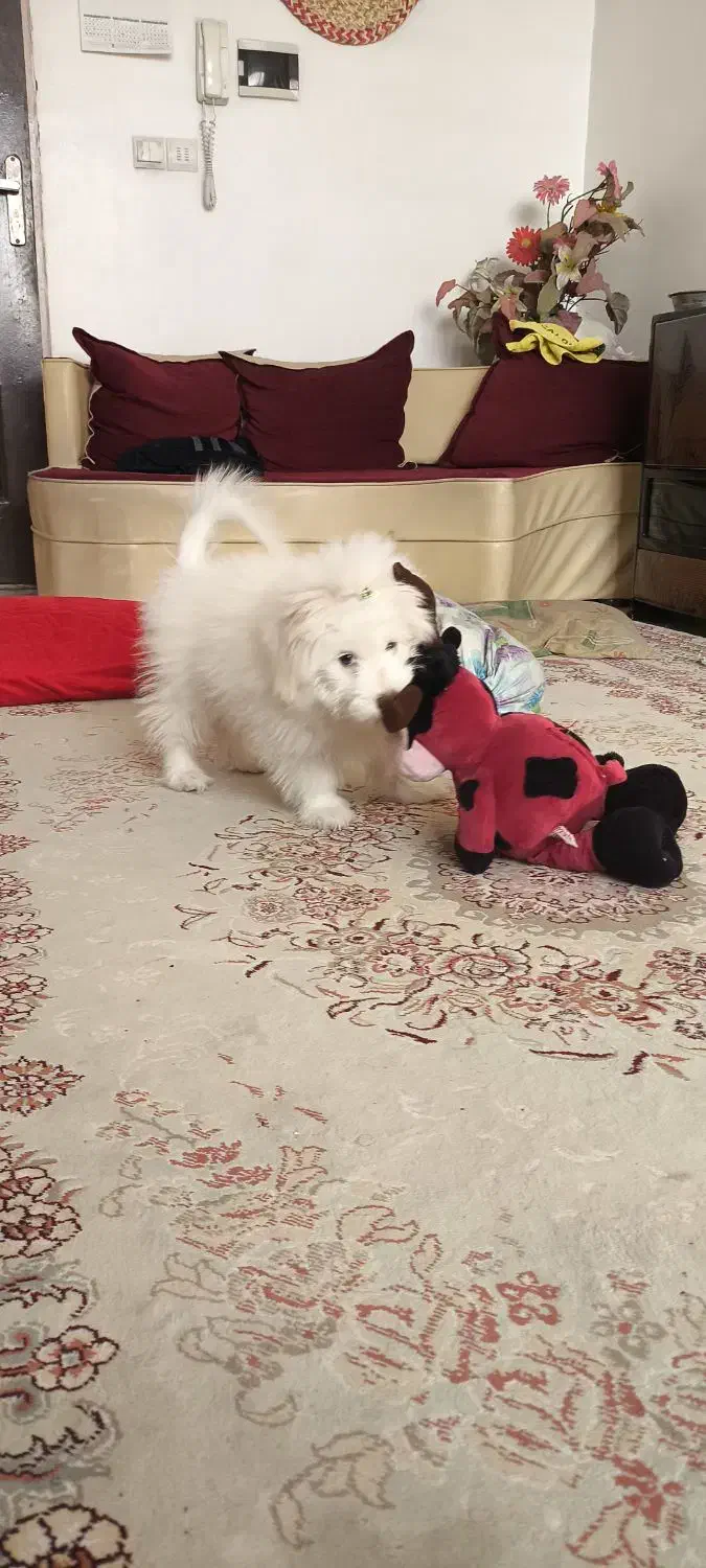 شیتزو|سگ|اسلامشهر, شهرک سالور|دیوار