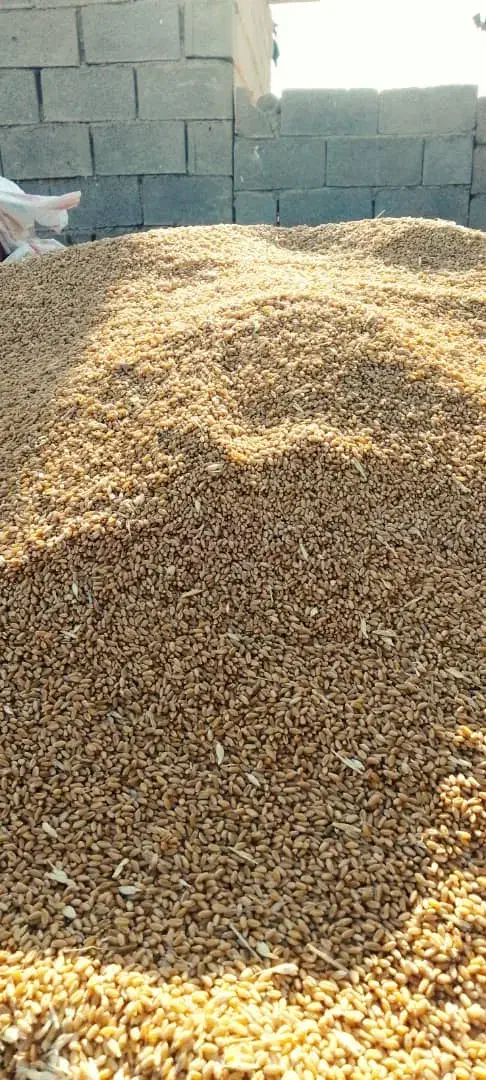 گندم چمران۲|عمدهفروشی|رامشیر, |دیوار