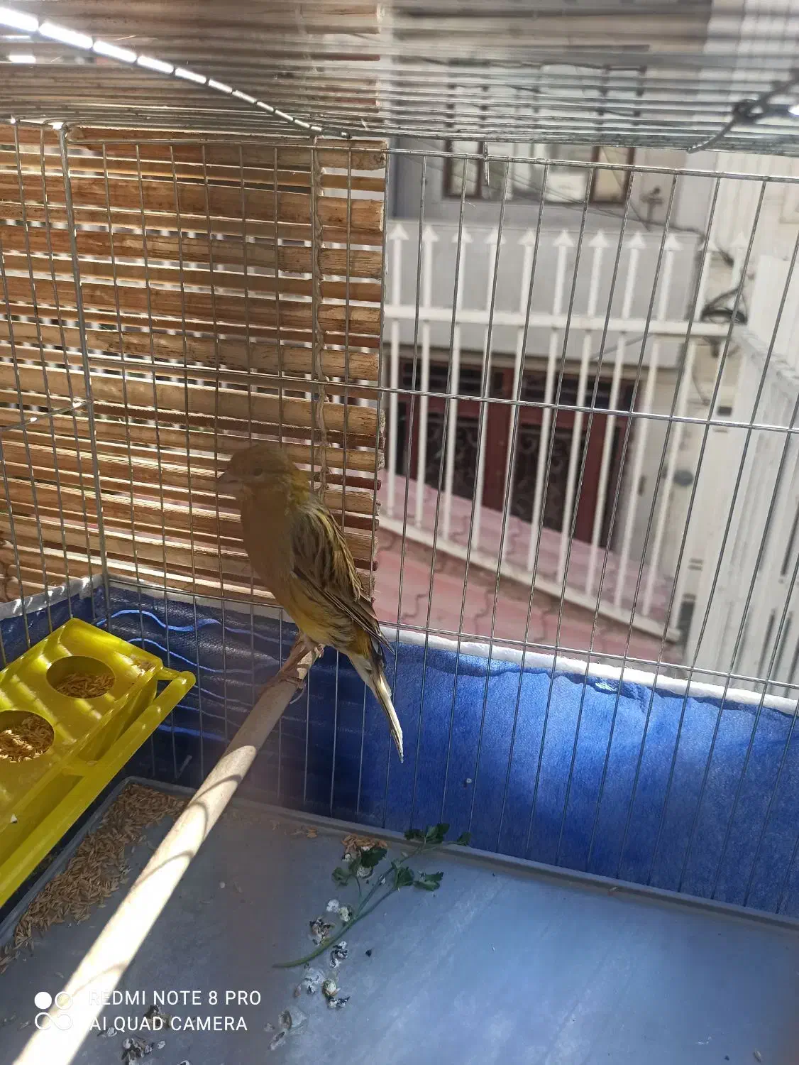 قناری آواز خوان|پرنده|بروجرد, |دیوار