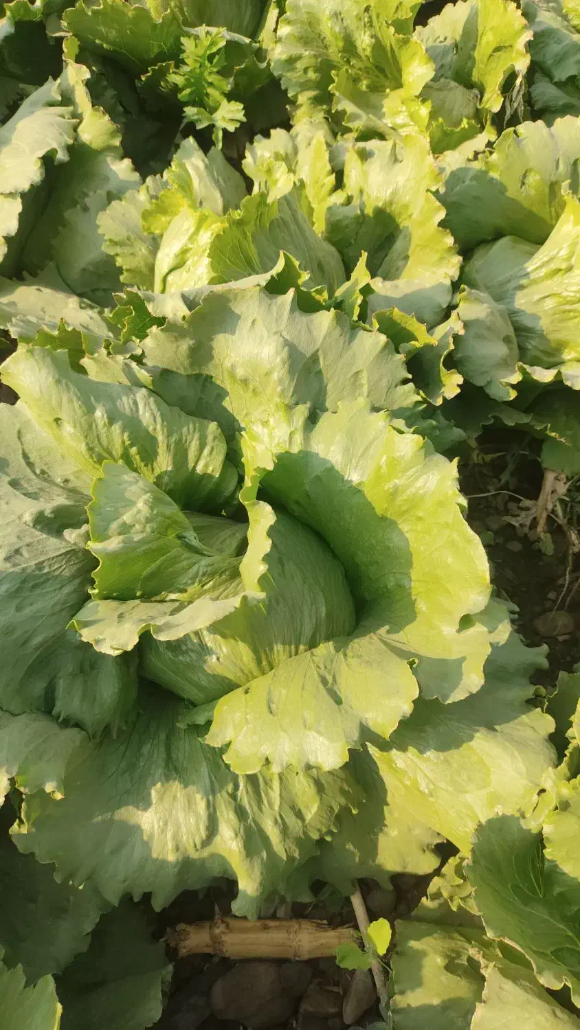 ورامین کاهو|خدمات باغبانی و درختکاری|ورامین, قويينک زهری|دیوار