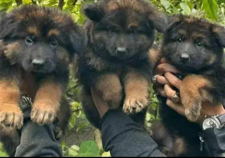 واگذاری سگ ژرمن شولاین ۶۰روزه|سگ|برخوار, |دیوار