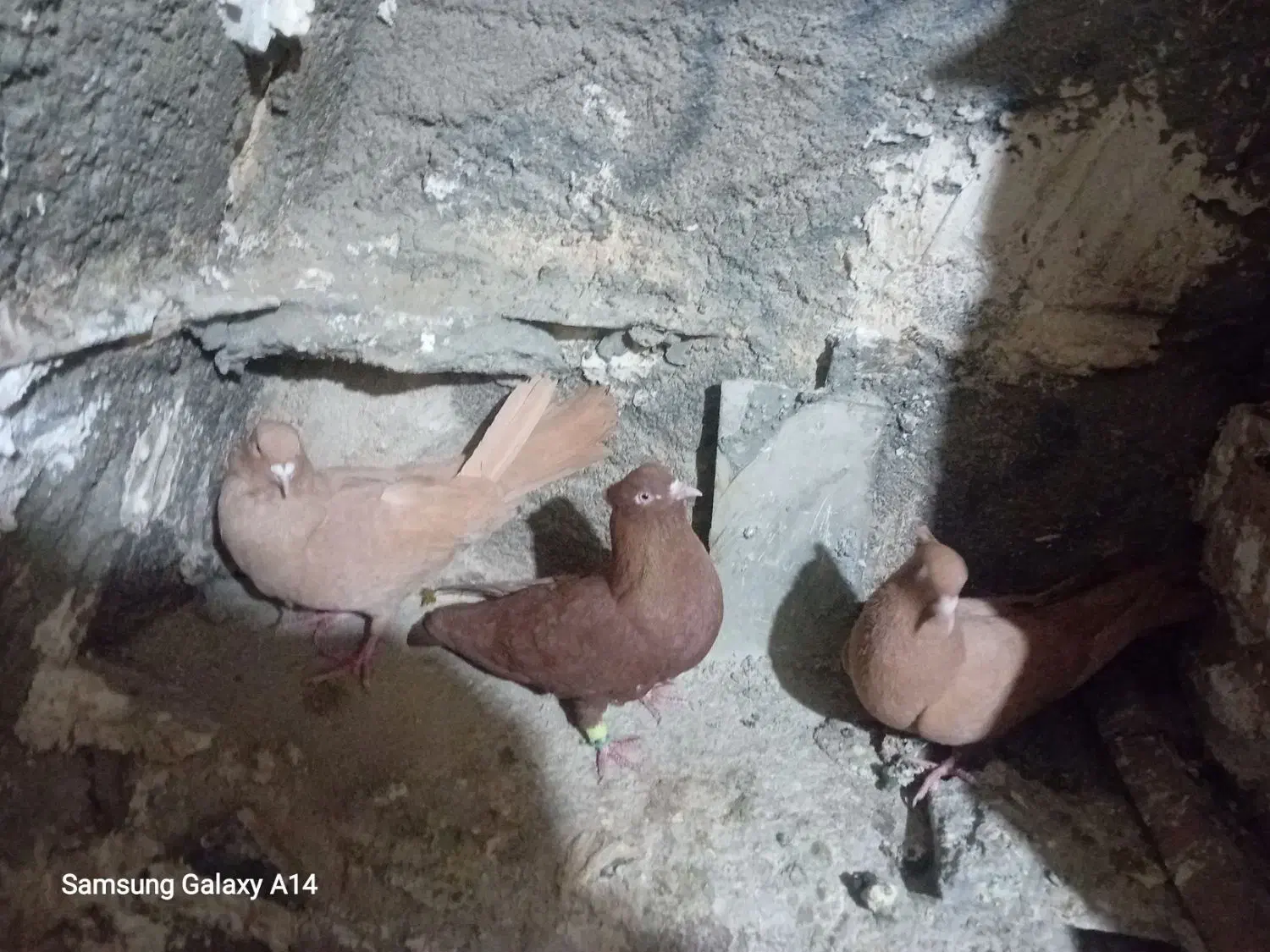 کبوتر|پرنده|کنگاور, |دیوار