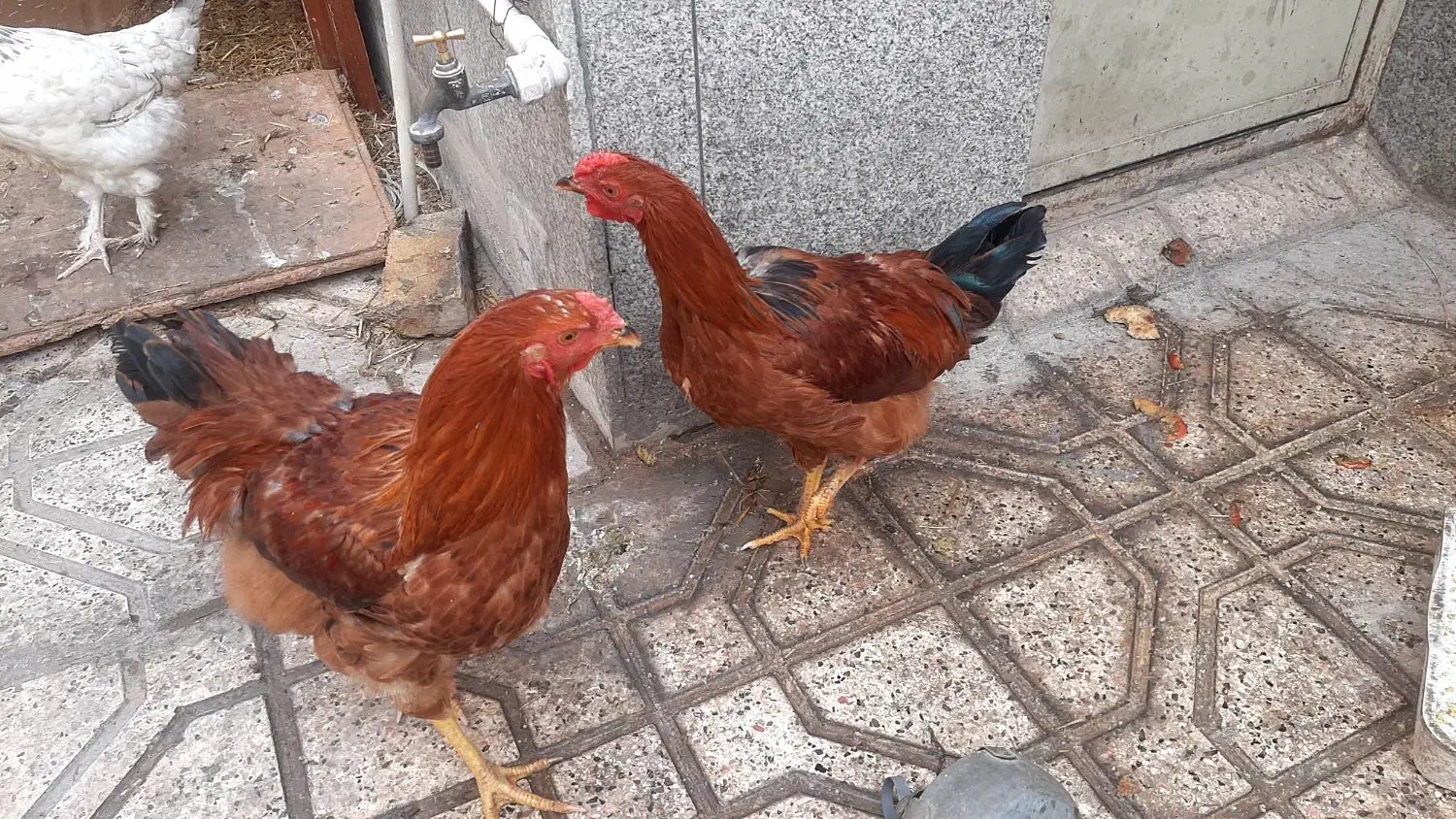 خروس|حیوانات مزرعه|مشهد, شهرک رازی (شهرک غرب)|دیوار