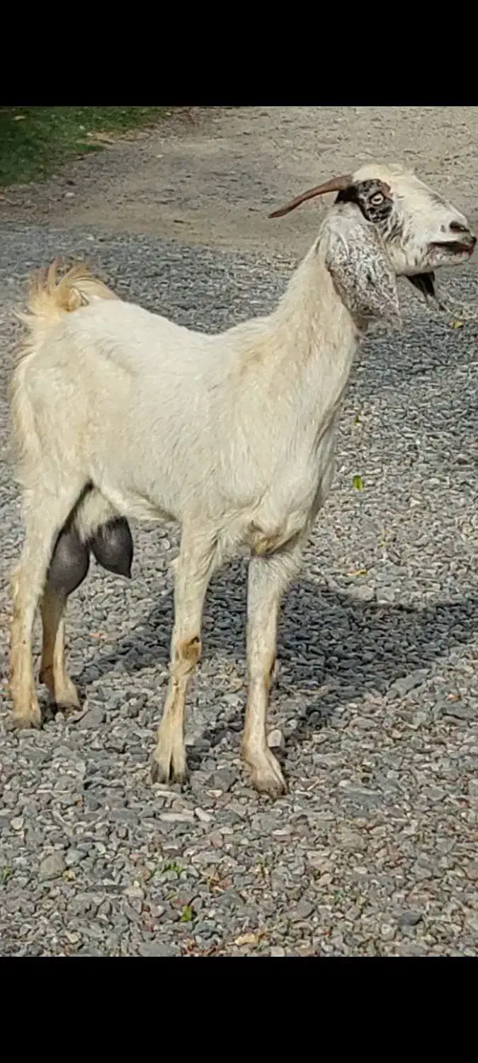 بز شیری|حیوانات مزرعه|جیرفت, |دیوار