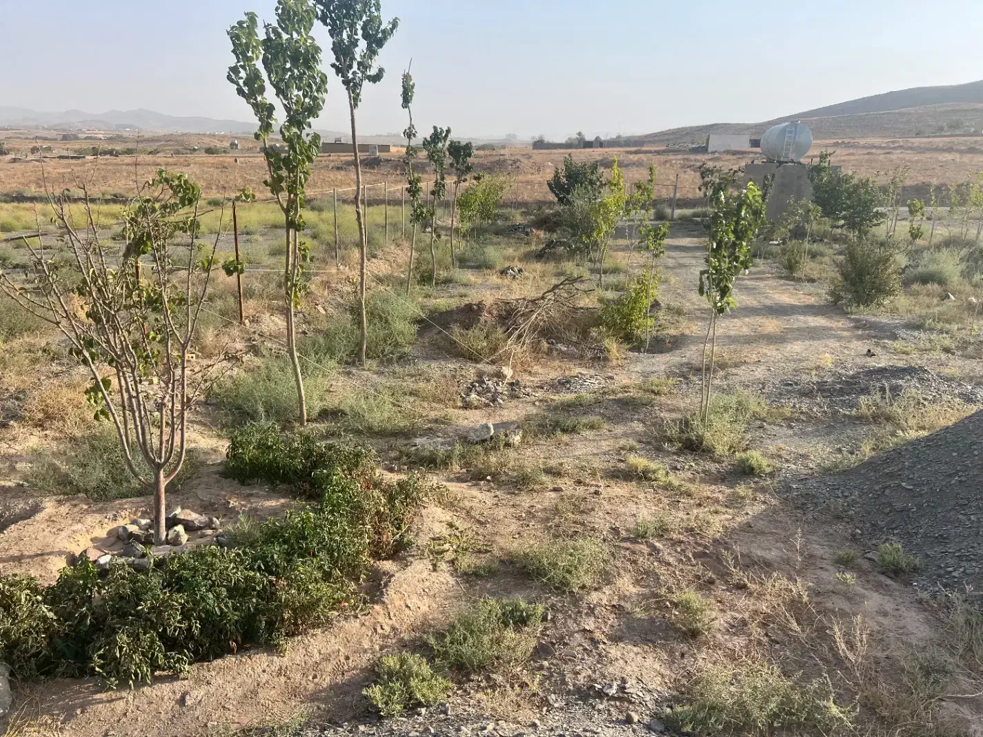 درخت بیدقطعه ۱۰۰۰متری دورفنس بادرخت|فروش خانه و ویلا|طرقبه, |دیوار