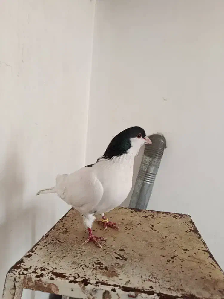 ساده نر|پرنده|شاهرود, |دیوار