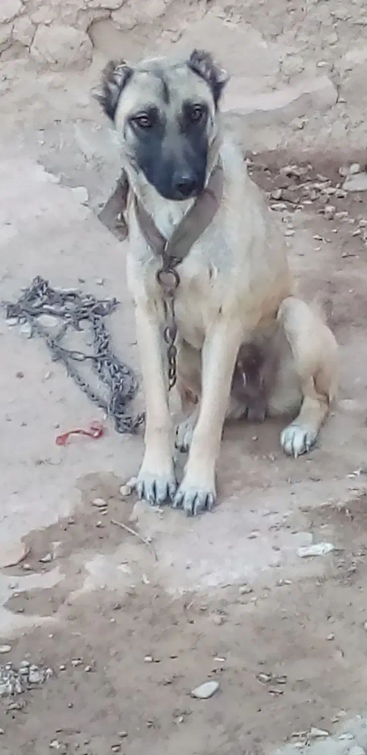 توله سگ سرابی به شرط آدمی معاوضه با سگ گوسفندی|سگ|شیروان (خراسان), |دیوار