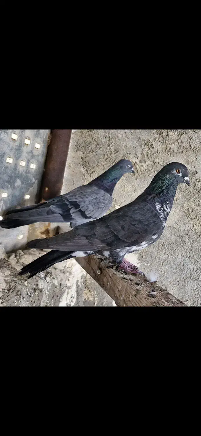 شیخ|پرنده|چمران, |دیوار