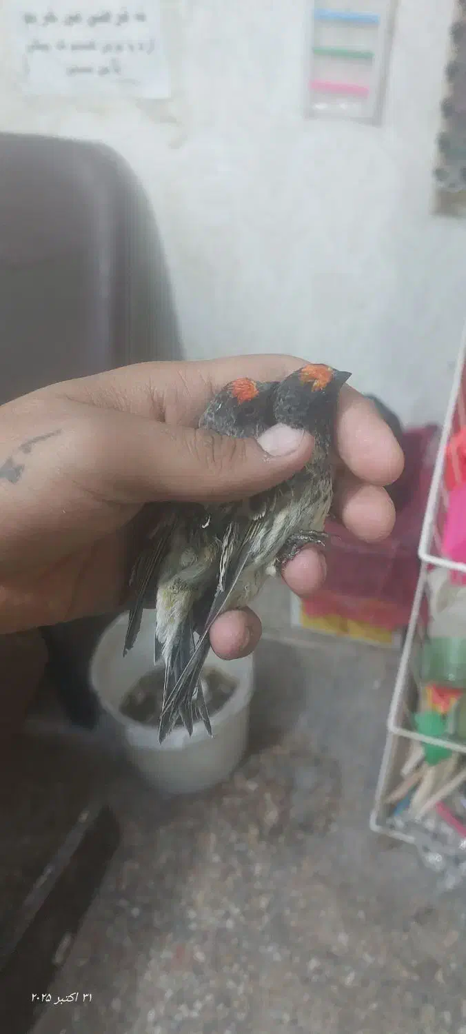 جوجه و سر|پرنده|خرم‌آباد, |دیوار