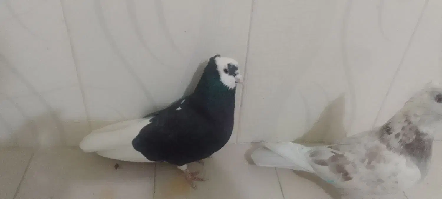 دوتاکبوترنرگرفتنی حریف هردوتاش نربغورمست|پرنده|جغتای, |دیوار