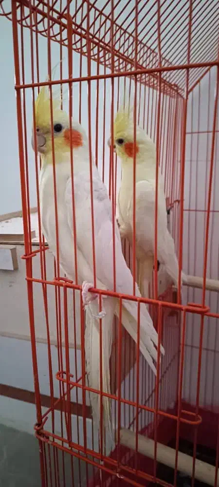 جفت عروس پاریس مولد معاوضه می‌شود|پرنده|اهواز, سپیدار|دیوار