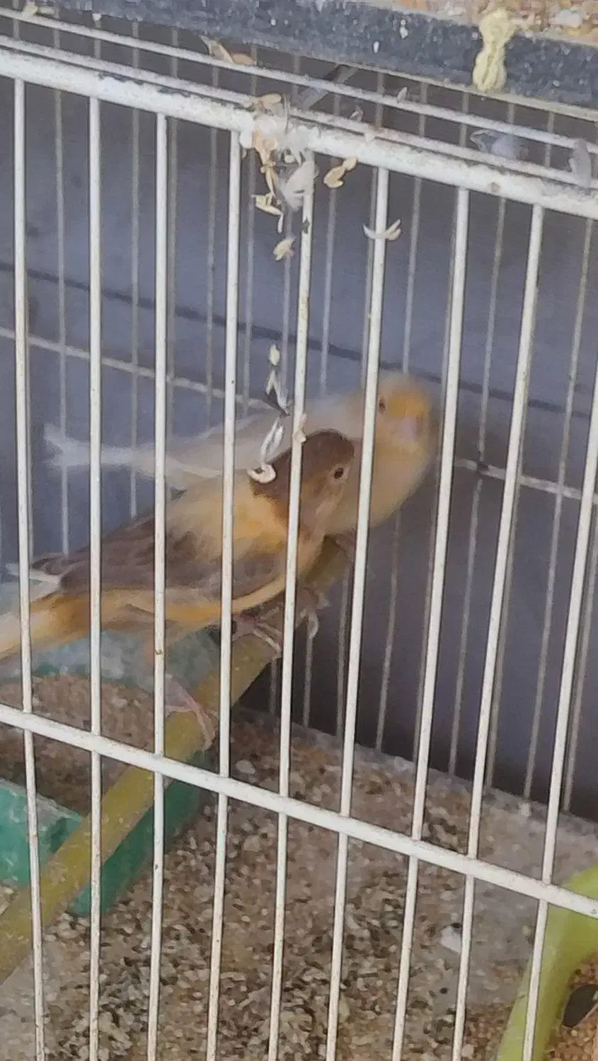 قناری فروشی مهدی|پرنده|مشهد, هفت تیر (آب و برق)|دیوار