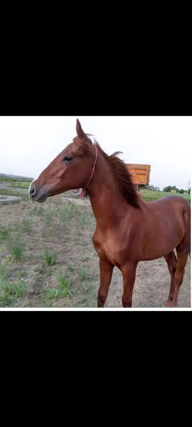 اسب ترکمن|اسب و تجهیزات اسب‌سواری|الوند, |دیوار