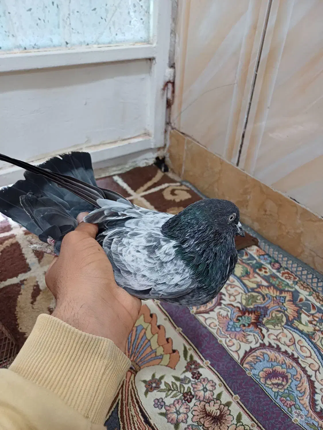 کبوتر|پرنده|خرمشهر, |دیوار