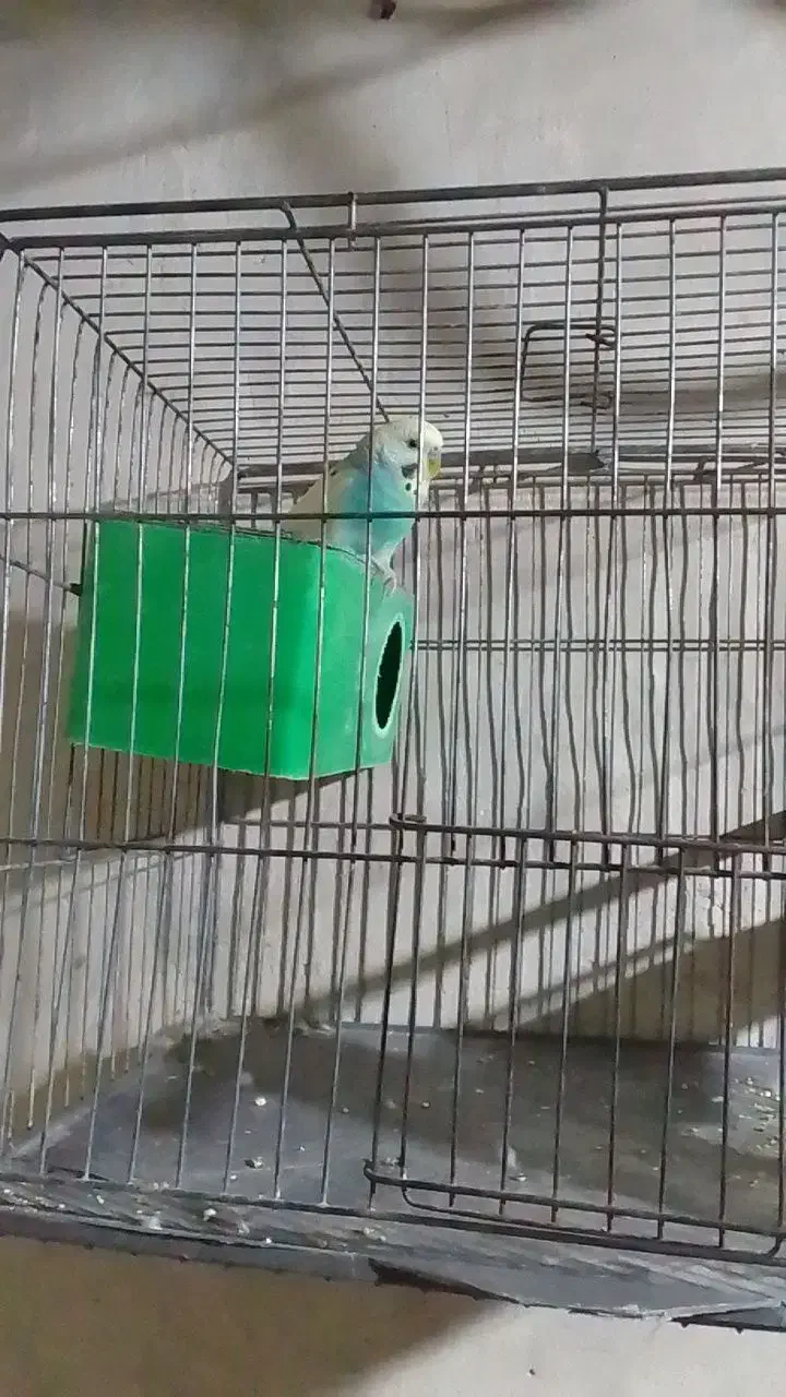 مرغ عشق|پرنده|تبریز, |دیوار