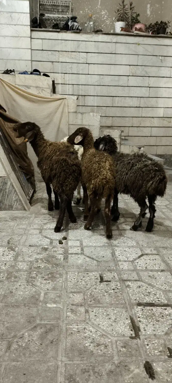 بره|حیوانات مزرعه|بروجرد, |دیوار