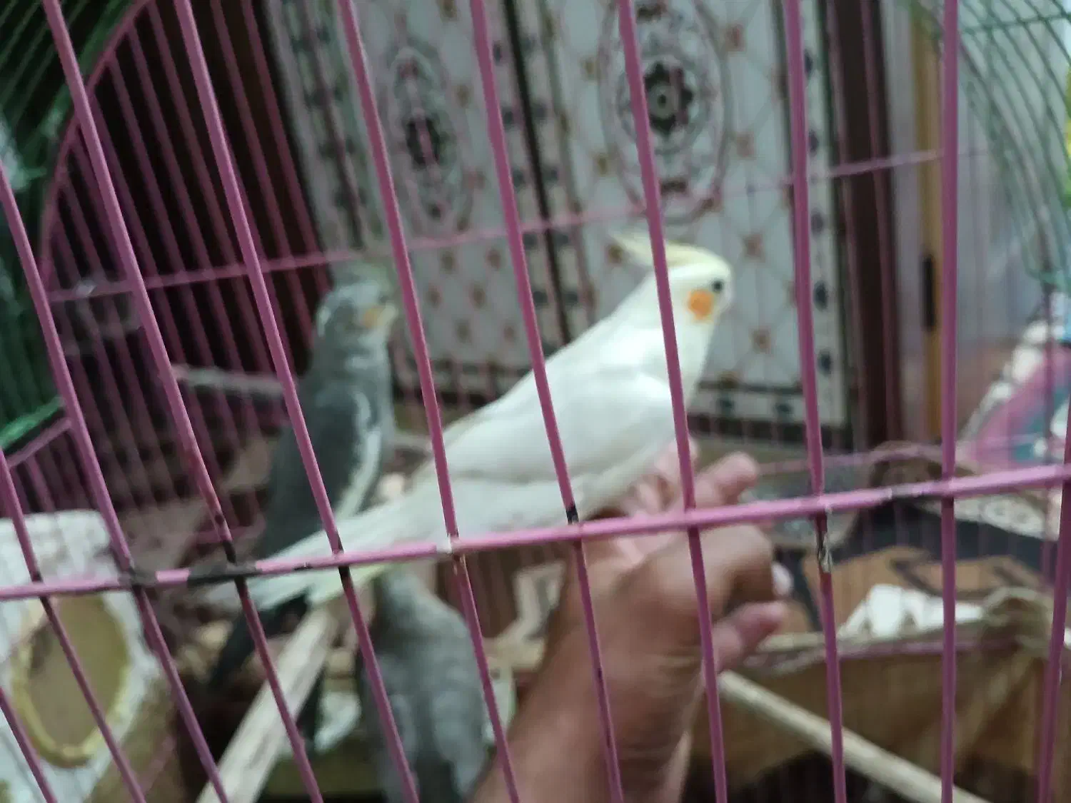 عروس هلندی|پرنده|شادگان, |دیوار