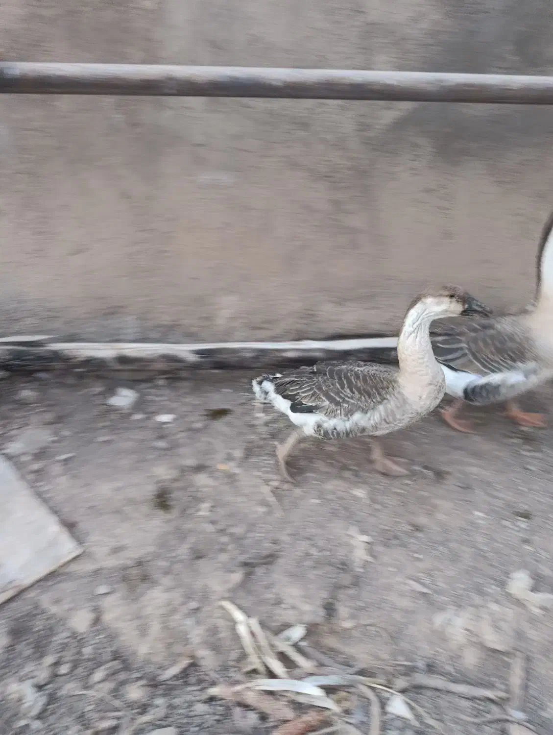 گاز آفریقایی نر و ماده|حیوانات مزرعه|دشتابی, |دیوار