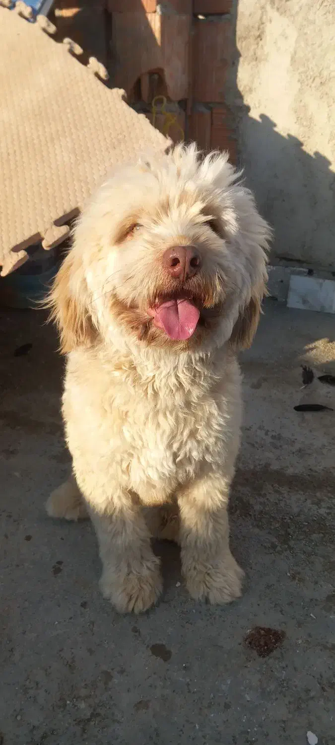 برفی شیتزو|سگ|گرگان, |دیوار