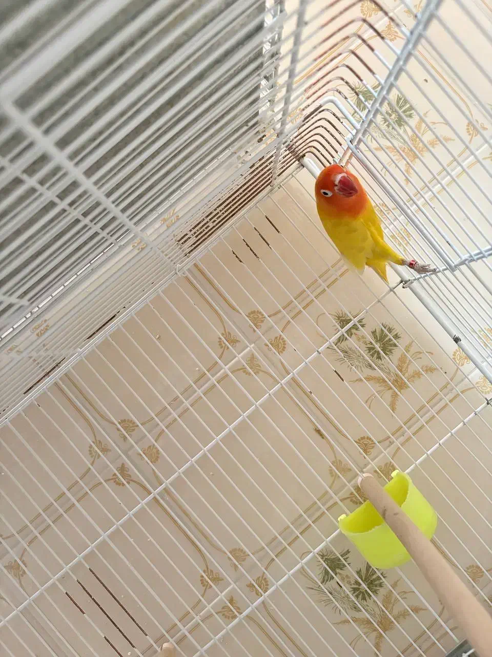 کوتوله برزیلی فیشر طلایی|پرنده|نیریز, |دیوار