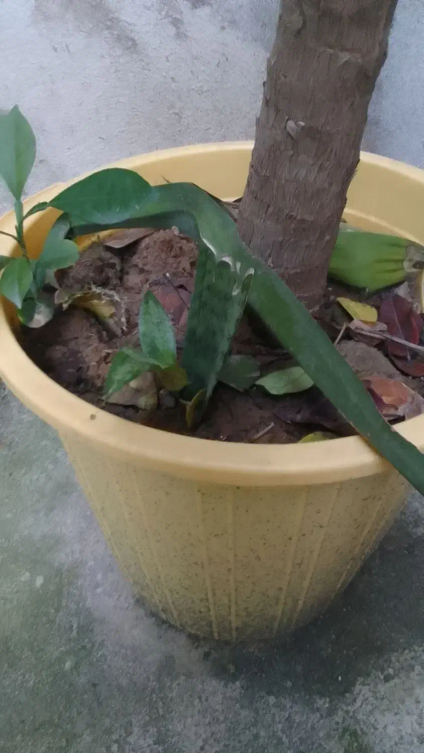 یوکا|گل و گیاه طبیعی|رشت, پاره بیجار|دیوار