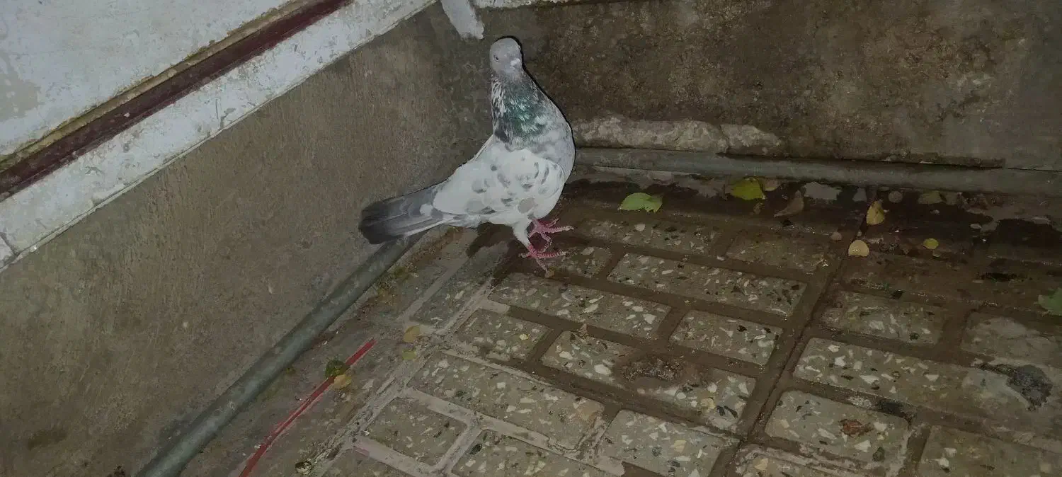 کبوتر تهرانی|پرنده|خرم‌آباد, |دیوار