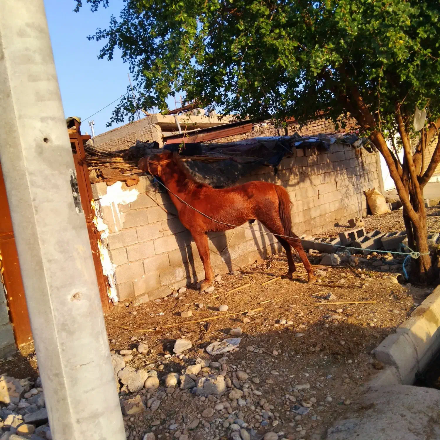 اسب|اسب و تجهیزات اسب‌سواری|دزفول, |دیوار