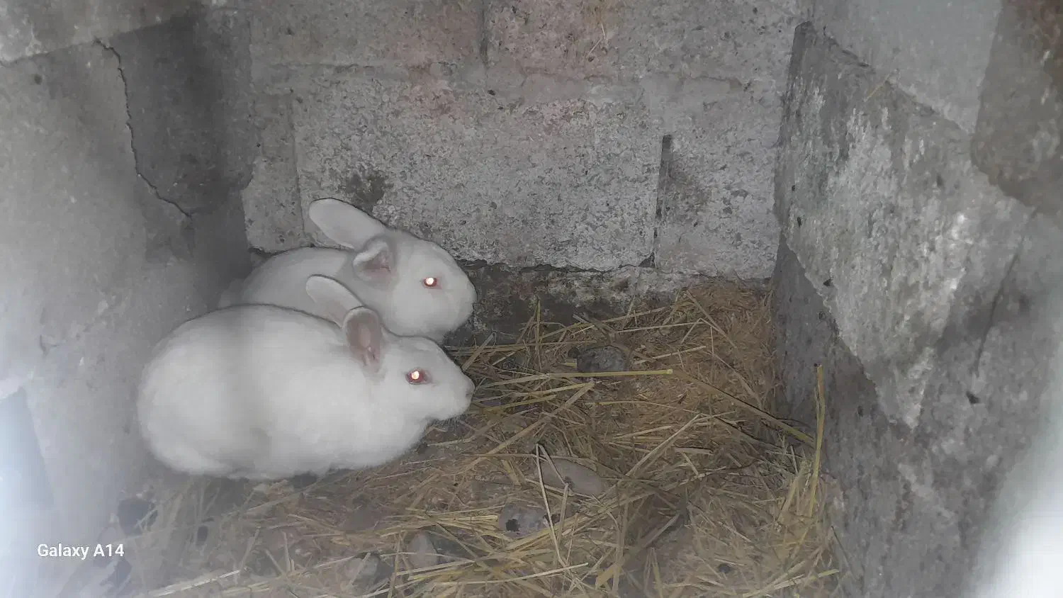 خرگوش نر و ماده شکم دار|موش و خرگوش|سنگر, |دیوار