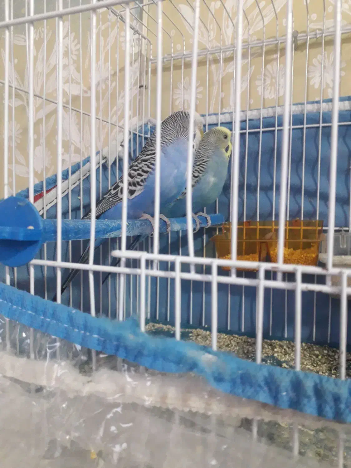 مرغ عشق اماده اماده|پرنده|دوگنبدان, |دیوار