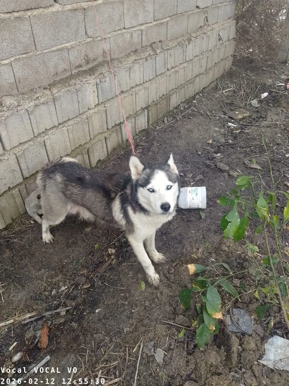 سگ هاسکی|سگ|بهشهر, |دیوار