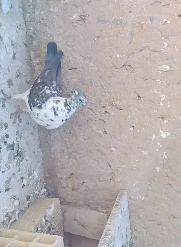 ماده سینه سفید گم کردم|حیوانات|یزد, |دیوار