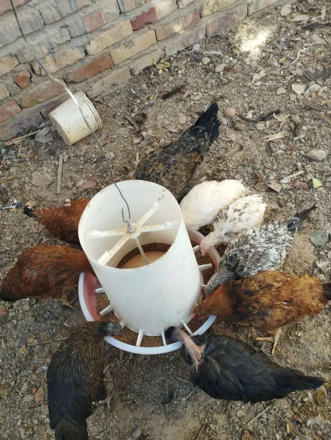 جوجه محلی|حیوانات مزرعه|طبس, |دیوار