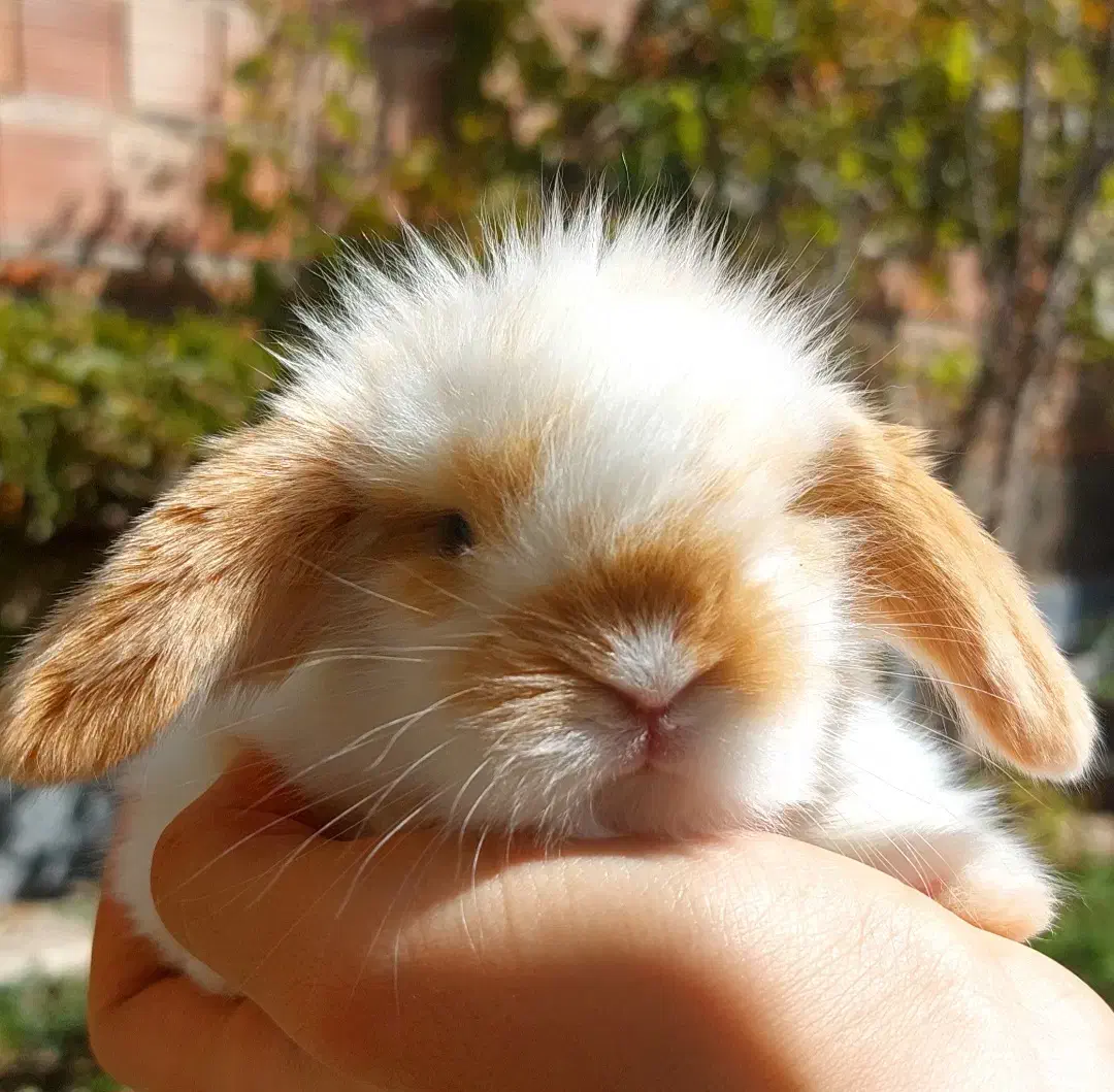 بچه خرگوش لوپ اصیل|موش و خرگوش|اردبیل, |دیوار