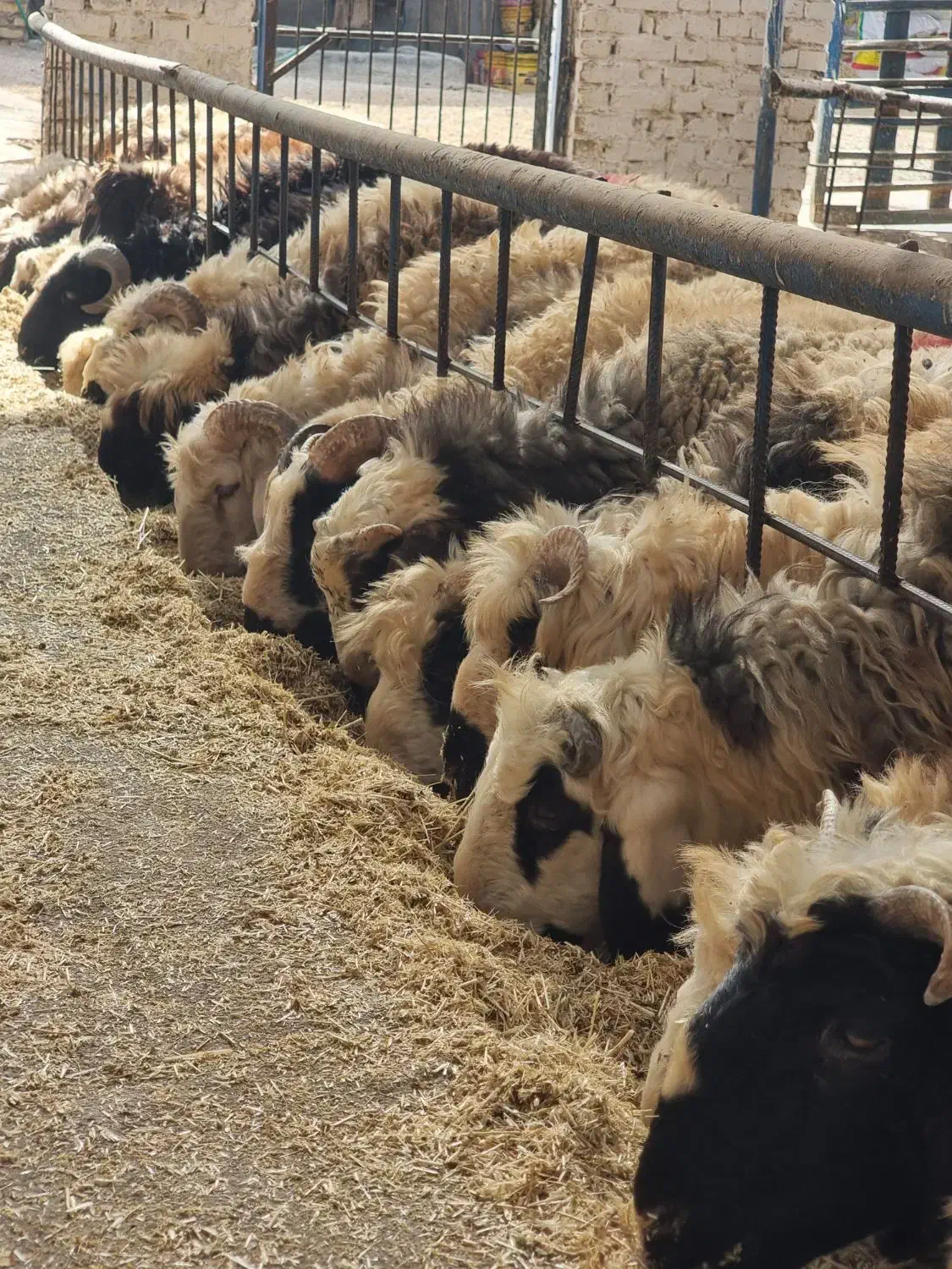 گوسفند بره نر و ماده|حیوانات مزرعه|یزد, |دیوار